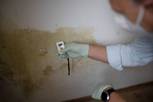 Office Mold Removal Services in Avon, PA