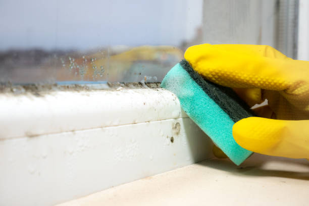 Best Black Mold Removal  in Avon, PA