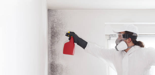 Best Mold Damage Repair  in Avon, PA