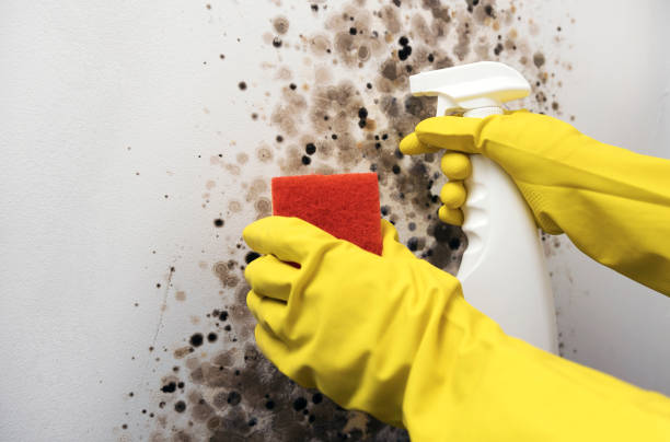 Crawl Space Mold Removal in Avon, PA